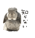 日常使えるうさぎさん改（個別スタンプ：33）