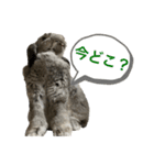 日常使えるうさぎさん改（個別スタンプ：34）