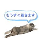 日常使えるうさぎさん改（個別スタンプ：35）