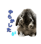 日常使えるうさぎさん改（個別スタンプ：36）