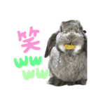 日常使えるうさぎさん改（個別スタンプ：38）