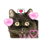 黒猫 ルナ院長166にゃんめ（個別スタンプ：1）