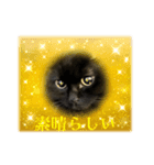 黒猫 ルナ院長166にゃんめ（個別スタンプ：7）