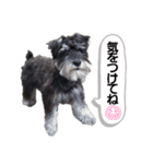 I’m WAG！（個別スタンプ：22）