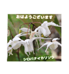 多くの花が 一気に開く山野草で おはようを（個別スタンプ：1）