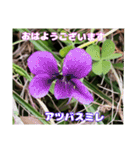 多くの花が 一気に開く山野草で おはようを（個別スタンプ：2）