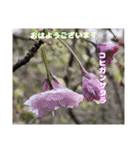 多くの花が 一気に開く山野草で おはようを（個別スタンプ：3）