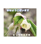 多くの花が 一気に開く山野草で おはようを（個別スタンプ：4）