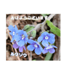 多くの花が 一気に開く山野草で おはようを（個別スタンプ：5）