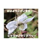 多くの花が 一気に開く山野草で おはようを（個別スタンプ：6）