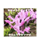 多くの花が 一気に開く山野草で おはようを（個別スタンプ：7）