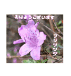 多くの花が 一気に開く山野草で おはようを（個別スタンプ：9）
