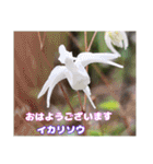 多くの花が 一気に開く山野草で おはようを（個別スタンプ：10）