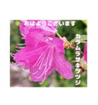 多くの花が 一気に開く山野草で おはようを（個別スタンプ：11）