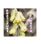 多くの花が 一気に開く山野草で おはようを（個別スタンプ：12）