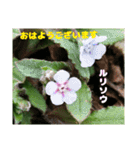 多くの花が 一気に開く山野草で おはようを（個別スタンプ：13）