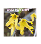 多くの花が 一気に開く山野草で おはようを（個別スタンプ：14）