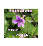 多くの花が 一気に開く山野草で おはようを（個別スタンプ：15）