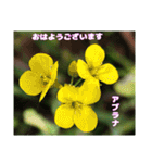 多くの花が 一気に開く山野草で おはようを（個別スタンプ：16）