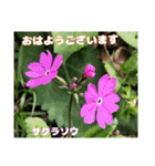 多くの花が 一気に開く山野草で おはようを（個別スタンプ：17）
