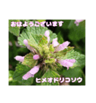 多くの花が 一気に開く山野草で おはようを（個別スタンプ：19）