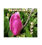 多くの花が 一気に開く山野草で おはようを（個別スタンプ：20）