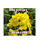 多くの花が 一気に開く山野草で おはようを（個別スタンプ：21）