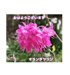 多くの花が 一気に開く山野草で おはようを（個別スタンプ：22）