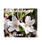 多くの花が 一気に開く山野草で おはようを（個別スタンプ：23）