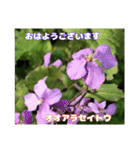多くの花が 一気に開く山野草で おはようを（個別スタンプ：24）