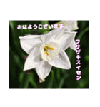 多くの花が 一気に開く山野草で おはようを（個別スタンプ：25）