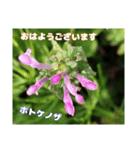 多くの花が 一気に開く山野草で おはようを（個別スタンプ：26）