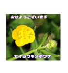 多くの花が 一気に開く山野草で おはようを（個別スタンプ：27）