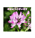 多くの花が 一気に開く山野草で おはようを（個別スタンプ：28）