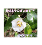 多くの花が 一気に開く山野草で おはようを（個別スタンプ：29）