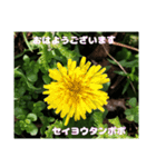 多くの花が 一気に開く山野草で おはようを（個別スタンプ：30）