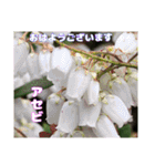 多くの花が 一気に開く山野草で おはようを（個別スタンプ：31）