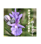 多くの花が 一気に開く山野草で おはようを（個別スタンプ：32）