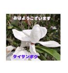 多くの花が 一気に開く山野草で おはようを（個別スタンプ：33）