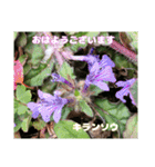 多くの花が 一気に開く山野草で おはようを（個別スタンプ：34）