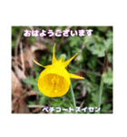 多くの花が 一気に開く山野草で おはようを（個別スタンプ：35）
