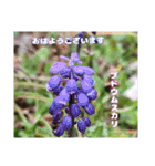 多くの花が 一気に開く山野草で おはようを（個別スタンプ：36）