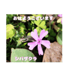 多くの花が 一気に開く山野草で おはようを（個別スタンプ：37）