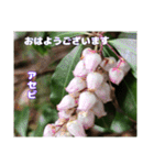 多くの花が 一気に開く山野草で おはようを（個別スタンプ：38）