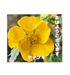 多くの花が 一気に開く山野草で おはようを（個別スタンプ：39）