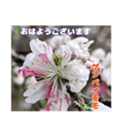 多くの花が 一気に開く山野草で おはようを（個別スタンプ：40）