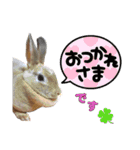 日常使えるうさぎさんミニレッキス（個別スタンプ：2）