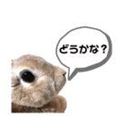 日常使えるうさぎさんミニレッキス（個別スタンプ：5）