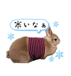 日常使えるうさぎさんミニレッキス（個別スタンプ：8）