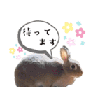 日常使えるうさぎさんミニレッキス（個別スタンプ：9）